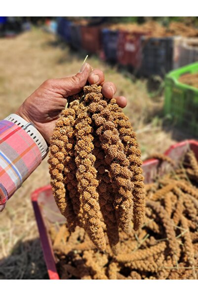 VENÜS DAL DARI Kızıl Dal Darı 1KG Organik