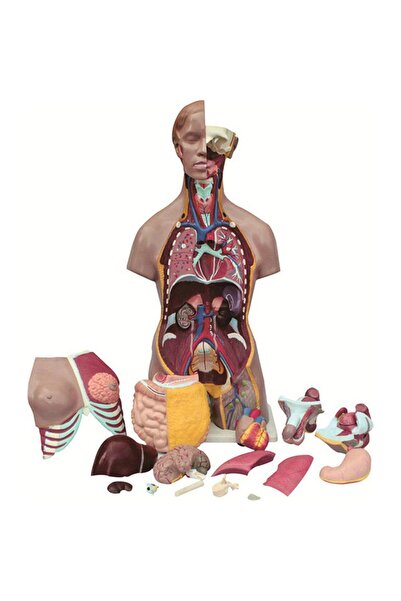 Edulab İnsan Vücudu Torso 19 Parça, 85cm