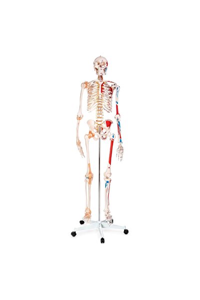 Genel Markalar İnsan İskeleti Modeli Numaralandırılmış Kaslı ve Ligamentli 18...