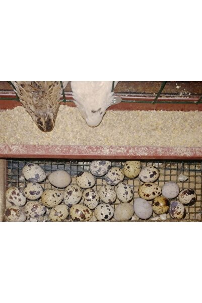 Dogus Kuş Evi Jumbo Bıldırcın Yumurtası Kuluçkalık-Yemelik 12 Adet (Güvenli Paketleme )