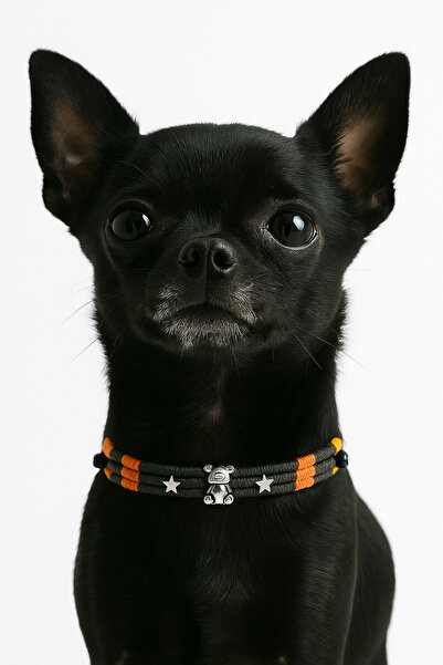 She Sells Kuçiko Çok Renkli Nazar Boncuğu ve Gümüş Kaplama Ayıcık Detaylı Köpek Kolyesi