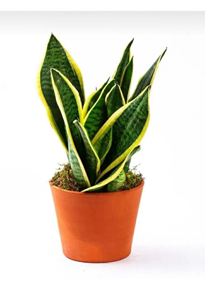 SENA BOTANİK VE ÇİÇEK Kılıç Çiçeği Paşa Kılıcı Sansevaria Ev Bitkisi Ofis Bit...