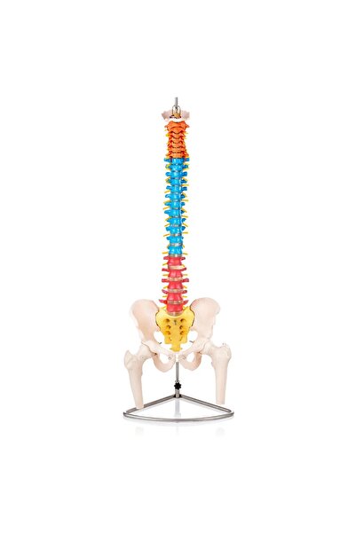 Genel Markalar Didaktik Omurga Ve Pelvis Modeli (pelvisli Ve Femur Başlı Omur...
