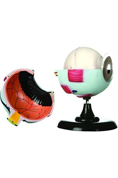 Edulab Göz Modeli