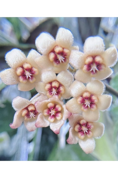 PLANT Hoya Waymaniae Cloudy Sky Mum Çiçeği