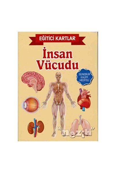 Teleskop Popüler Bilim Educational cards - human body