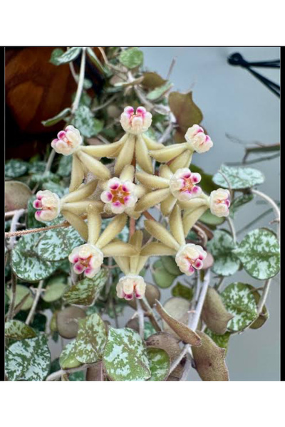 Antalya tropiksera Hoya curtisii kokulu mum çiçeği 10-20 cm boyunda köklü ve ...