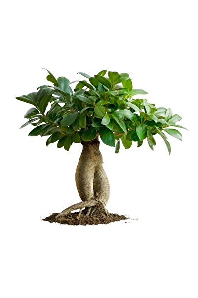 SAKURA BOTANİK Bonsai Büyük (Ficus ginseng) Üretim Saksılı