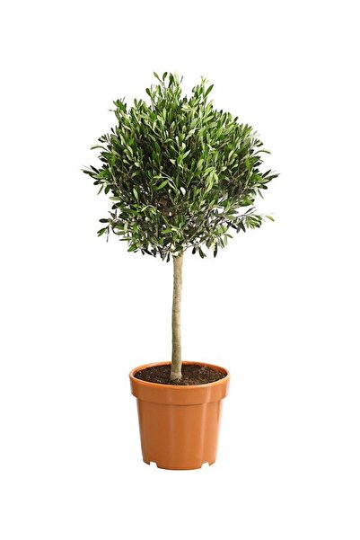 SAKURA BOTANİK Bonsai Zeytin Ağacı - Large (Olive Tree) 60-80 cm Üretim Saksılı