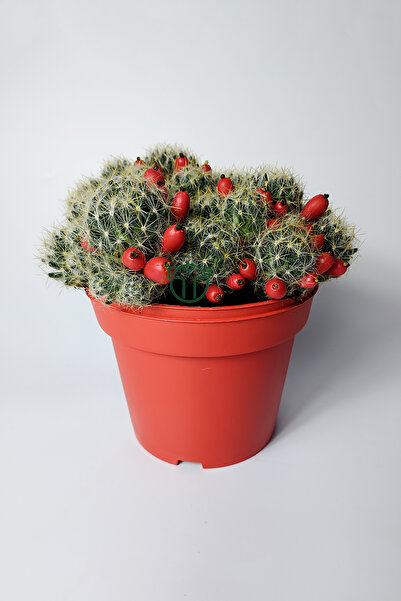 Toptan Kaktüs Mammillaria Prolifera meyveli büyük boy 12 cm saksıda