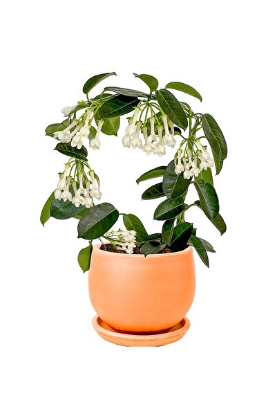 SAKURA BOTANİK Madagaskar Yasemini (Stephanotis Floribunda) Üretim Saksılı