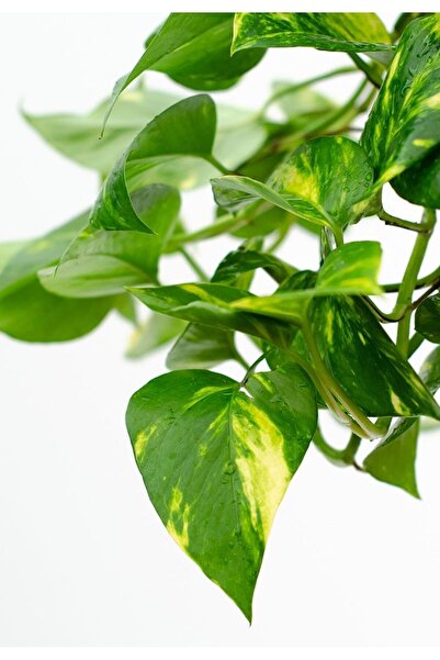 SAKURA BOTANİK Patos Salon Sarmaşığı (Epipremnum Aureum) Askılı Saksılı