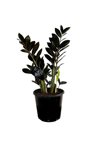 SAKURA BOTANİK Siyah Zamia Mini (Zamioculcas Zamiifolia) 30-40 cm Üretim Saksılı