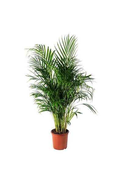 SAKURA BOTANİK Çok Sık Köklü Areka Salon Palmiyesi (Dypsis Lutescens) 170-180 cm - XXL Üretim Saksılı