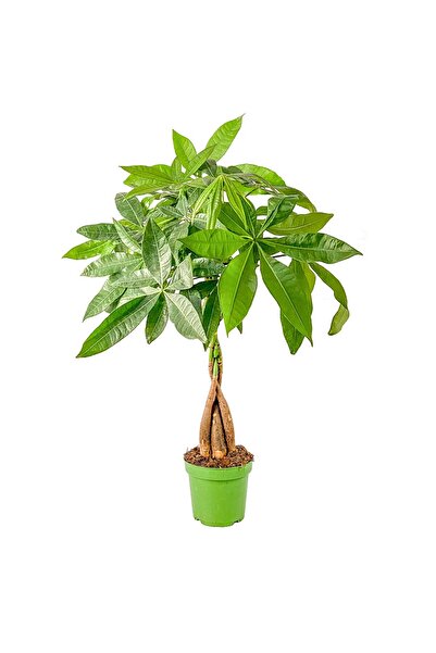 SAKURA BOTANİK Örgülü Para Ağacı (Pachira Aquatica) 40-70 cm