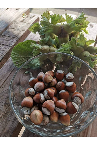 ŞANGULOĞLU AKÇAKOCA DELİSAVA FINDIK FİDANI TÜPLÜ 2 YAŞ