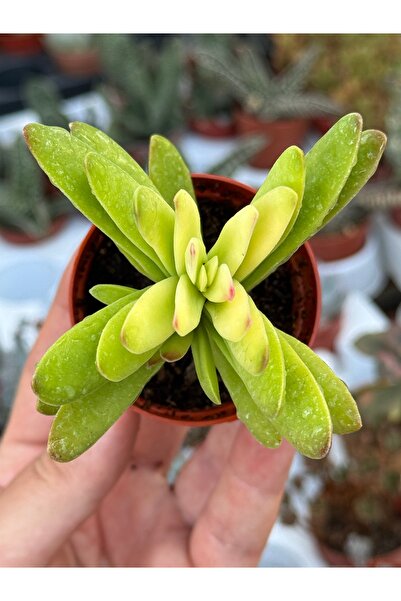 SukuLand Crassula Rubricaulis özel tür sukulent 5,5cm saksıda