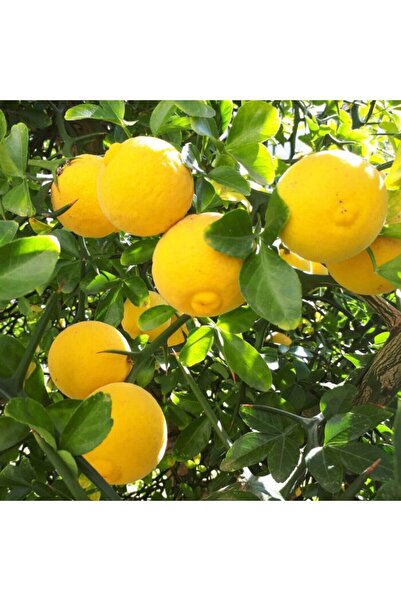 Ecoterapia Lămâi rezistent la frig (Citrus trifoliata) – ghiveci 3L, plantă citrică ornamentală și fruc