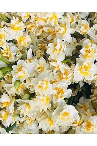 CANBOTANİK Kokulu Katmerli Nergis Çiçeği Soğanı-10 Adet