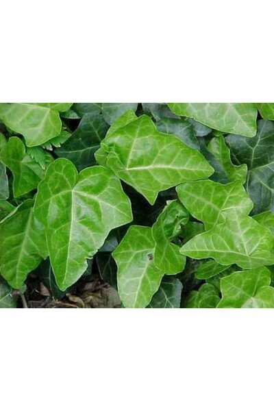 Ecoterapia Iedera (Hedera helix) 1 m - διακοσμητικό αναρριχώμενο φυτό, σε γλά...