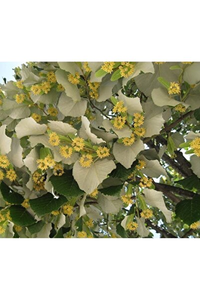 Ecoterapia Сребърна липа (Tilia tomentosa) в саксия 4 л – декоративно дърво с...