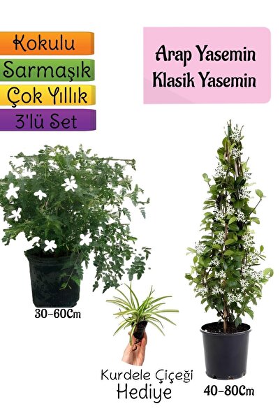 serada decor & plant Kokulu Arap Yasemini+KlasikYasemin+Kurdele Çiçeği Hediye...