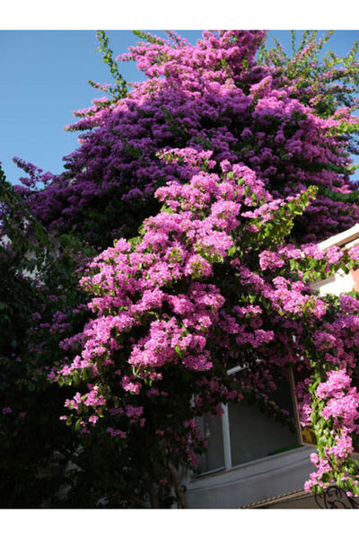 serada decor & plant Videolu Pembe Leylak Çiçeği Fidanı (60 80 CM)1 Adet Saks...