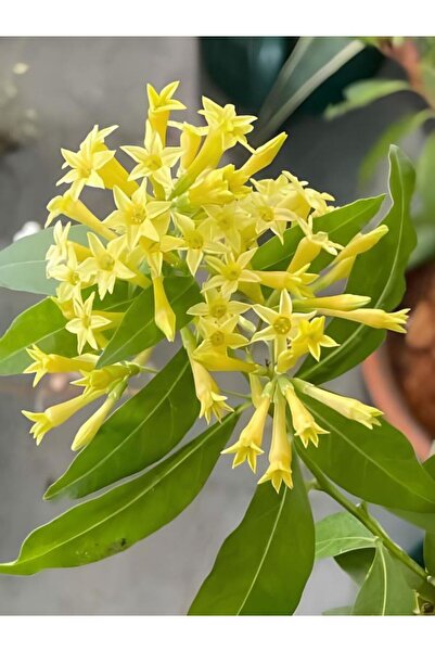 serada decor & plant Videolu Yasemin Melisa Kolonya Çiçeği (30 60 CM)1 Adet S...