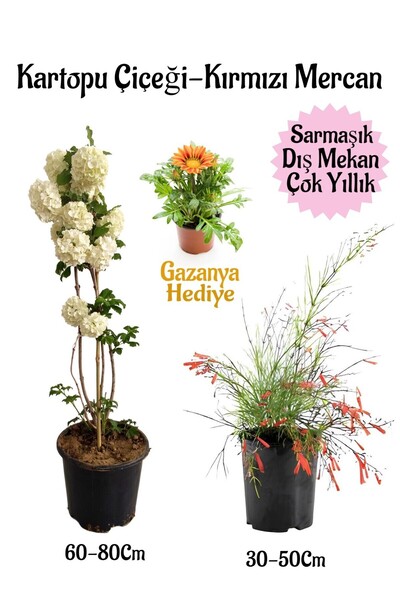 serada decor & plant Kartopu Çiçeği 1 ADET +Kırmızı Mercan 1 ADET+Sarı Gazany...