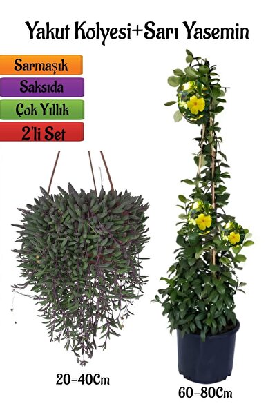 Gardenbox Dayanıklı Altın Yakut Kolyesi Çiçeği Askılı Saksıda+Sarı Yasemin Çi...