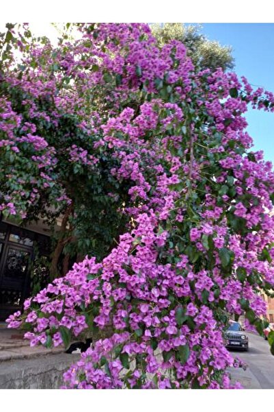 serada decor & plant Videolu Leylak Ağacı Fidanı Mor Renkli (80 90 CM)1 Adet ...
