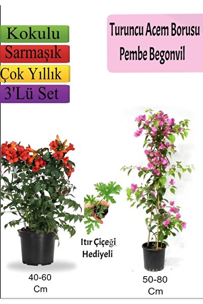 serada decor & plant Turuncu Acem Borusu+ Pembe Begonvil+ Itır Hediyeli