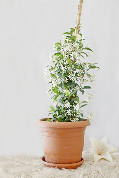 serada decor & plant Videolu Arap Yasemin Arap (80 100 CM)1 Adet Saksılı Dış ...