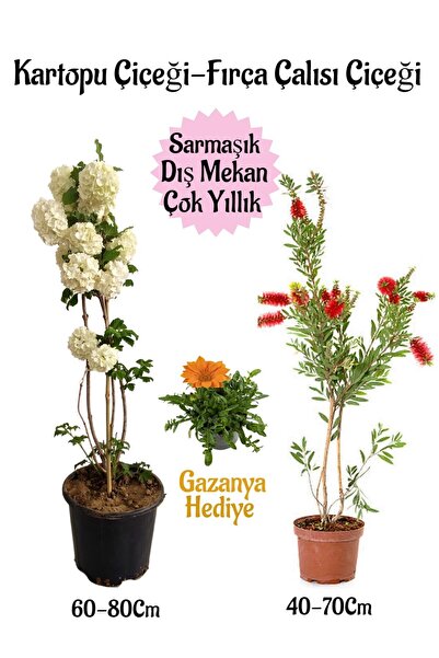 serada decor & plant Kartopu Çiçeği 1 ADET +Fırça Çalısı 1 ADET+Turuncu Gazan...