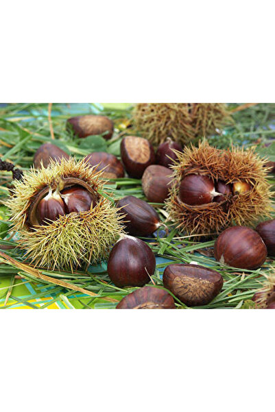 Ecoterapia Castan comestibil (Castanea sativa) - Pom fructifer 160–170 cm, 2 ...