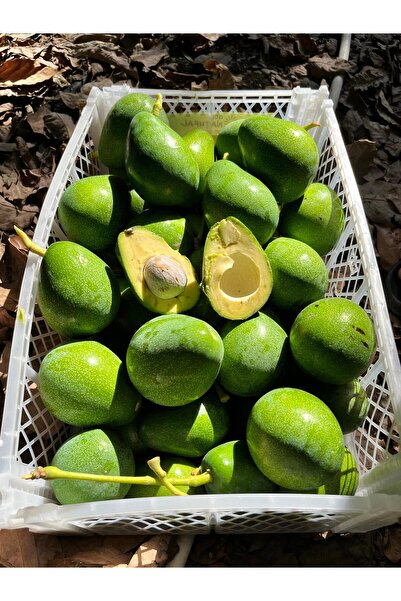 Tropical Bahçem Avokado Kg Yeni Mahsül