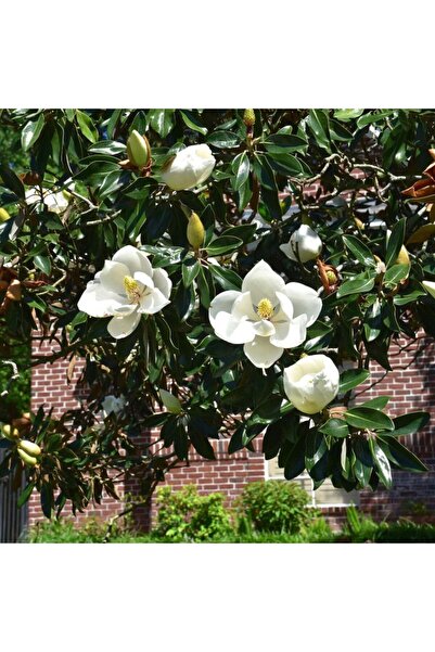 Ecoterapia Magnolia grandiflora σε γλάστρα - διακοσμητικό δέντρο με μεγάλα, α...