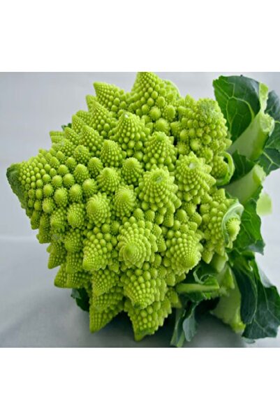 prestijiseed 20 Adet Pramit Brokoli Tohumu Pramit Brokoli Tohumu Piramit Karn...