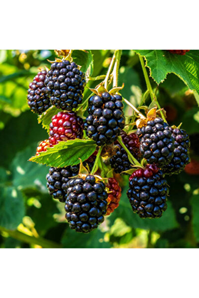 abelia fidancılık Böğürtlen Fidanı Dikensiz İri 50-70 cm