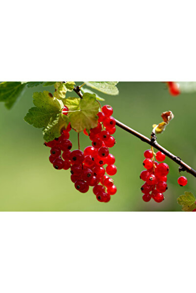 abelia fidancılık Kırmızı Frenk Üzümü Fidanı 1.5L Saksıda 80-130 cm