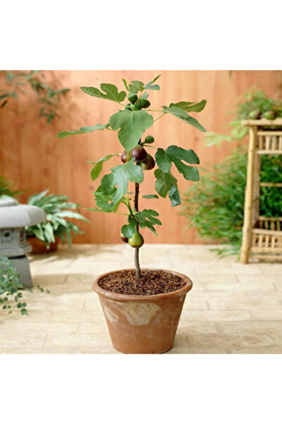 abelia fidancılık Cüce-Bodur İncir Fidanı Little Miss Figgy 1.5 Yaş 800ml Saksıda 40-60cm
