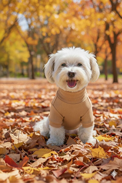 Lokums ملابس أساسية للكلاب مصنوعة يدويًا (لكلاب السلالات الصغيرة والمتوسطة)