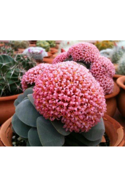 SukuLand Crassula Morgans Beauty koleksiyonluk özel tür sukulent 5,5cm saksıda