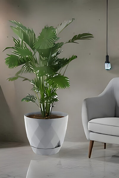 TEMMUZ HOME Büyük Boy Yakamoz Saksı 26 Litre İç ve Dış Mekan Saksı.