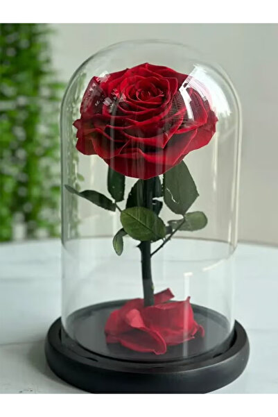 Share the Love Timeless Red Rose in Glass Dome – Preserved Single Rose for Lasting Love and Elegance