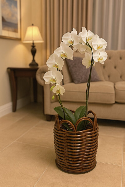 RaddanCore PREMİUM KÜÇÜK BOY ORKİDE SAKSILIĞI