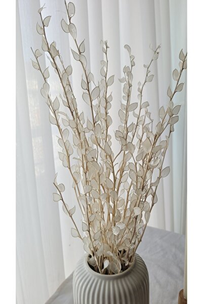 FURNİCO Sedef Çiçek, Şoklanmis Sedef , Kuru Çiçek