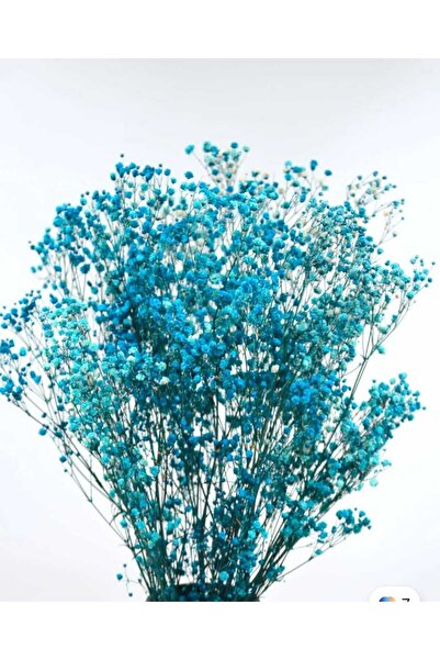 Fest KURUTULMUŞ ŞOKLANMIŞ CİPSO ÇİÇEK 1.KALİTE