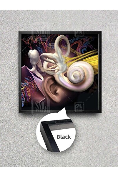 SML TABLO Анатомия на ухото Цветно ухо Слух Ухо Нос Гърло УНГ Картина върху платно с рамка