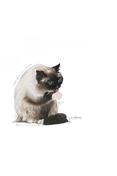 Royal Canin Hairball Tüy Yumağı Önleyici Yetişkin Kedi Maması 2 Kg
